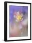 Soft focus Columbine flower, Salem, Oregon-Adam Jones-Framed Photographic Print