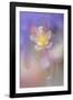 Soft focus Columbine flower, Salem, Oregon-Adam Jones-Framed Photographic Print