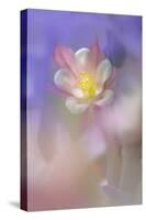 Soft focus Columbine flower, Salem, Oregon-Adam Jones-Stretched Canvas