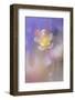 Soft focus Columbine flower, Salem, Oregon-Adam Jones-Framed Photographic Print