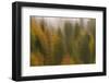 Soft Focus on Woodland with Silver Fir, Spruce and European Beeches, Plitvice Lakes Np, Croatia-Biancarelli-Framed Photographic Print