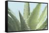 Soft Focus Succulent 1-Julie Greenwood-Framed Stretched Canvas