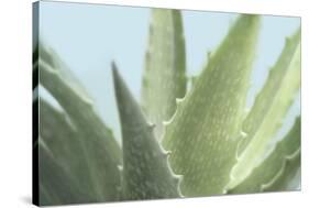 Soft Focus Succulent 1-Julie Greenwood-Stretched Canvas