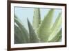 Soft Focus Succulent 1-Julie Greenwood-Framed Art Print