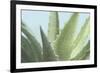 Soft Focus Succulent 1-Julie Greenwood-Framed Art Print