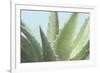 Soft Focus Succulent 1-Julie Greenwood-Framed Premium Giclee Print