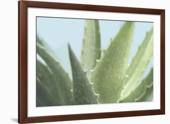 Soft Focus Succulent 1-Julie Greenwood-Framed Premium Giclee Print