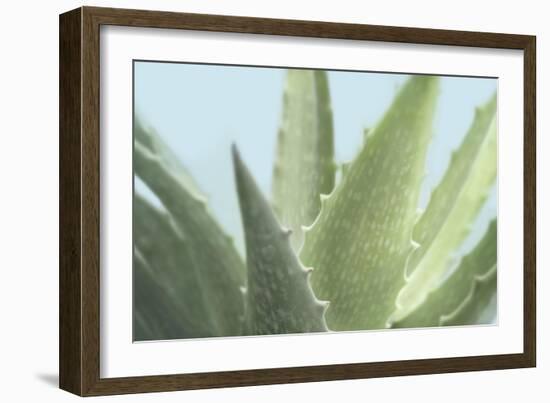 Soft Focus Succulent 1-Julie Greenwood-Framed Art Print