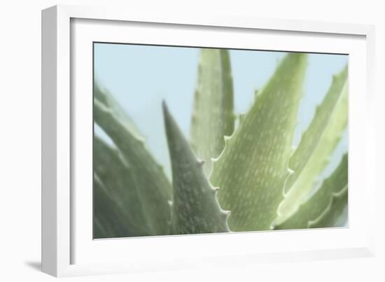 Soft Focus Succulent 1-Julie Greenwood-Framed Art Print