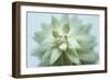 Soft Focus Succulent 2-Julie Greenwood-Framed Art Print