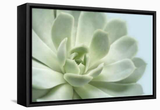 Soft Focus Succulent 3-Julie Greenwood-Framed Stretched Canvas