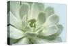 Soft Focus Succulent 3-Julie Greenwood-Stretched Canvas