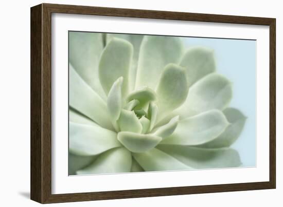 Soft Focus Succulent 3-Julie Greenwood-Framed Art Print