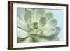 Soft Focus Succulent 3-Julie Greenwood-Framed Art Print