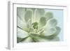 Soft Focus Succulent 3-Julie Greenwood-Framed Art Print