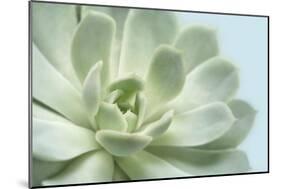 Soft Focus Succulent 3-Julie Greenwood-Mounted Art Print