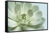 Soft Focus Succulent 3-Julie Greenwood-Framed Stretched Canvas