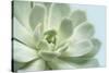 Soft Focus Succulent 3-Julie Greenwood-Stretched Canvas