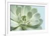 Soft Focus Succulent 3-Julie Greenwood-Framed Premium Giclee Print