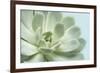 Soft Focus Succulent 3-Julie Greenwood-Framed Premium Giclee Print