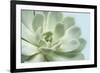 Soft Focus Succulent 3-Julie Greenwood-Framed Premium Giclee Print