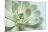 Soft Focus Succulent 3-Julie Greenwood-Mounted Premium Giclee Print