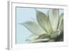 Soft Focus Succulent 4-Julie Greenwood-Framed Art Print