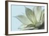 Soft Focus Succulent 4-Julie Greenwood-Framed Art Print