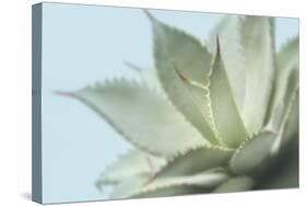 Soft Focus Succulent 4-Julie Greenwood-Stretched Canvas