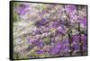 Soft focus view of flowering dogwood tree and distant Eastern redbud, Kentucky-Adam Jones-Framed Stretched Canvas
