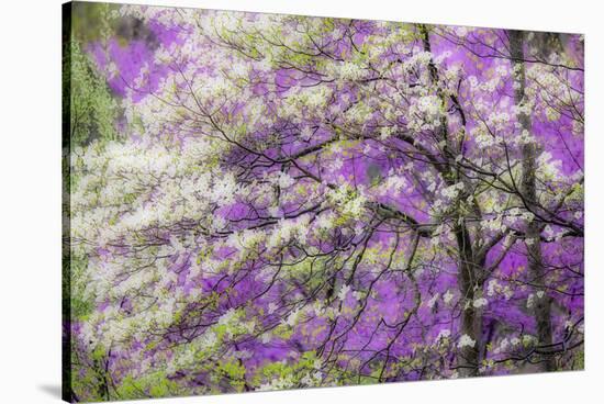 Soft focus view of flowering dogwood tree and distant Eastern redbud, Kentucky-Adam Jones-Stretched Canvas