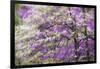 Soft focus view of flowering dogwood tree and distant Eastern redbud, Kentucky-Adam Jones-Framed Photographic Print