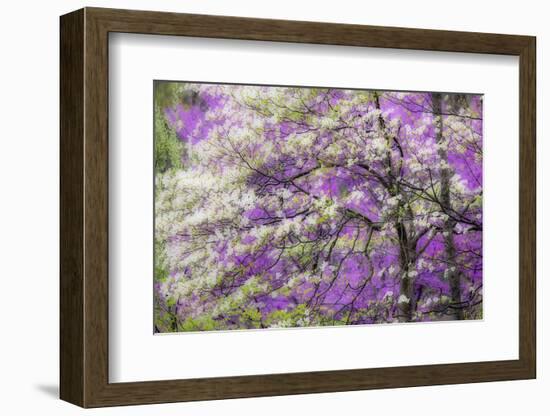 Soft focus view of flowering dogwood tree and distant Eastern redbud, Kentucky-Adam Jones-Framed Photographic Print