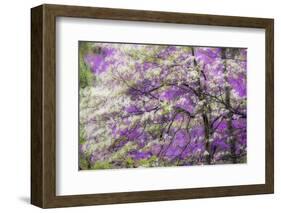 Soft focus view of flowering dogwood tree and distant Eastern redbud, Kentucky-Adam Jones-Framed Photographic Print