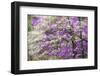 Soft focus view of flowering dogwood tree and distant Eastern redbud, Kentucky-Adam Jones-Framed Photographic Print