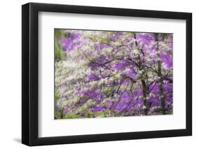 Soft focus view of flowering dogwood tree and distant Eastern redbud, Kentucky-Adam Jones-Framed Photographic Print