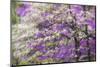 Soft focus view of flowering dogwood tree and distant Eastern redbud, Kentucky-Adam Jones-Mounted Photographic Print