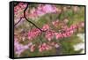 Soft focus view of pink flowering dogwood tree branch, Kentucky-Adam Jones-Framed Stretched Canvas