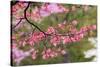 Soft focus view of pink flowering dogwood tree branch, Kentucky-Adam Jones-Stretched Canvas