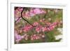 Soft focus view of pink flowering dogwood tree branch, Kentucky-Adam Jones-Framed Photographic Print