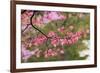 Soft focus view of pink flowering dogwood tree branch, Kentucky-Adam Jones-Framed Photographic Print