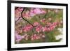 Soft focus view of pink flowering dogwood tree branch, Kentucky-Adam Jones-Framed Photographic Print