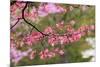 Soft focus view of pink flowering dogwood tree branch, Kentucky-Adam Jones-Mounted Photographic Print