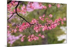 Soft focus view of pink flowering dogwood tree branch, Kentucky-Adam Jones-Mounted Photographic Print