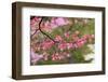 Soft focus view of pink flowering dogwood tree branch, Kentucky-Adam Jones-Framed Photographic Print