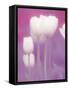 Soft Focus View of Tulips, Cincinatti, Ohio, USA-Adam Jones-Framed Stretched Canvas