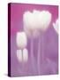 Soft Focus View of Tulips, Cincinatti, Ohio, USA-Adam Jones-Stretched Canvas