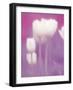 Soft Focus View of Tulips, Cincinatti, Ohio, USA-Adam Jones-Framed Photographic Print