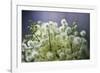 Soft Focus-Wild Wonders of Europe-Framed Giclee Print