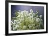 Soft Focus-Wild Wonders of Europe-Framed Giclee Print